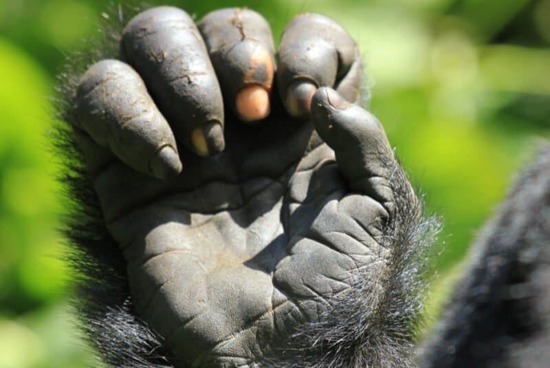 Gorilla Trekking in Uganda